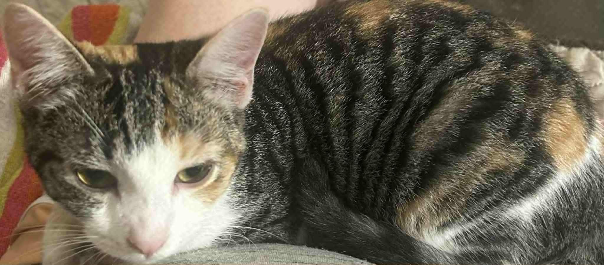 Ginger, a Adoptable Calico in Inez, KY image 5/5