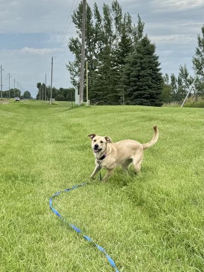 Nala--SPONSORED ADOPTION FEE, Adoptable, Young Female Mixed Breed & Mixed Breed.