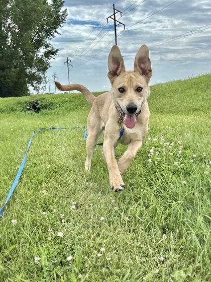 Enlarge Nala--SPONSORED ADOPTION FEE, a Adoptable mixed breed in Aberdeen, SD image 2/3