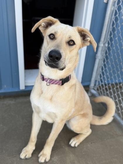Enlarge Nala--SPONSORED ADOPTION FEE, a Adoptable mixed breed in Aberdeen, SD image 3/3