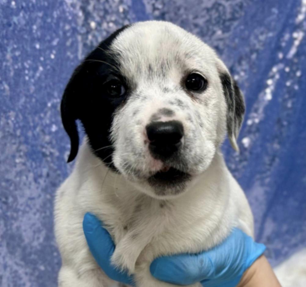 Enlarge Carlo *Approved Adopter*, an adopted Mixed Breed in Cedarburg, WI image 1/4