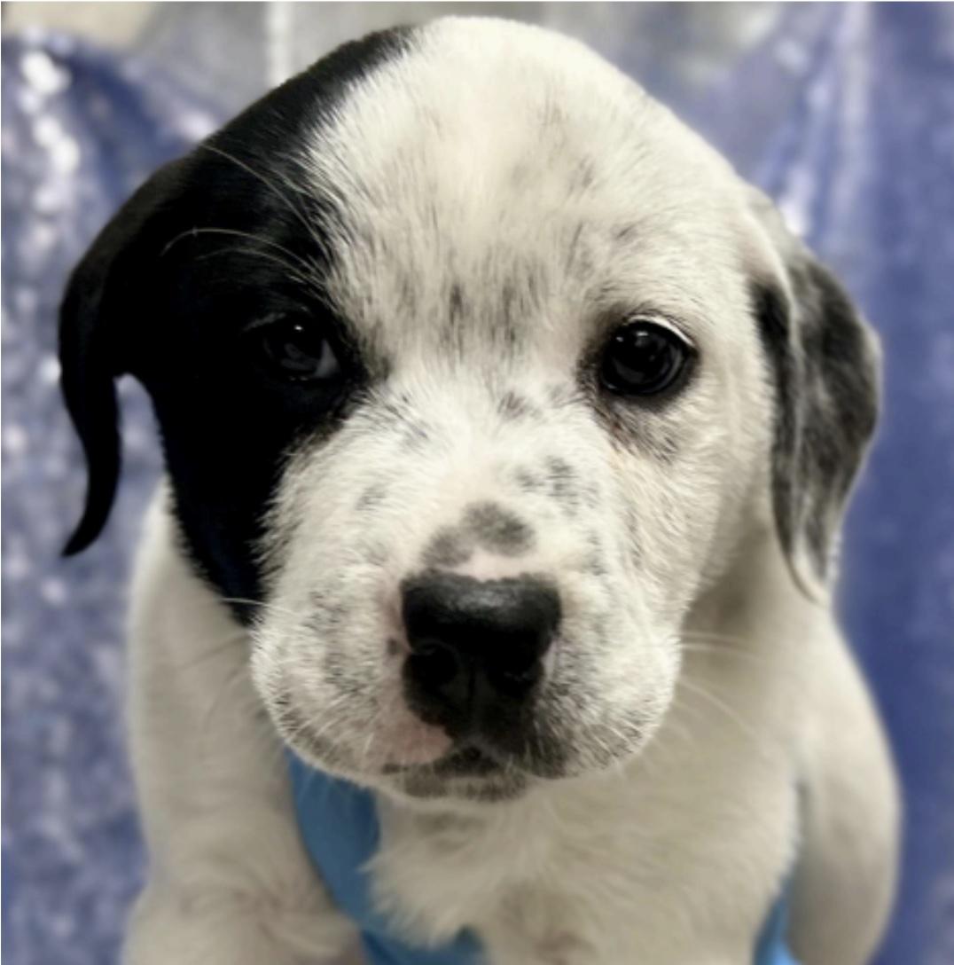 Enlarge Carlo *Approved Adopter*, an adopted Mixed Breed in Cedarburg, WI image 2/4