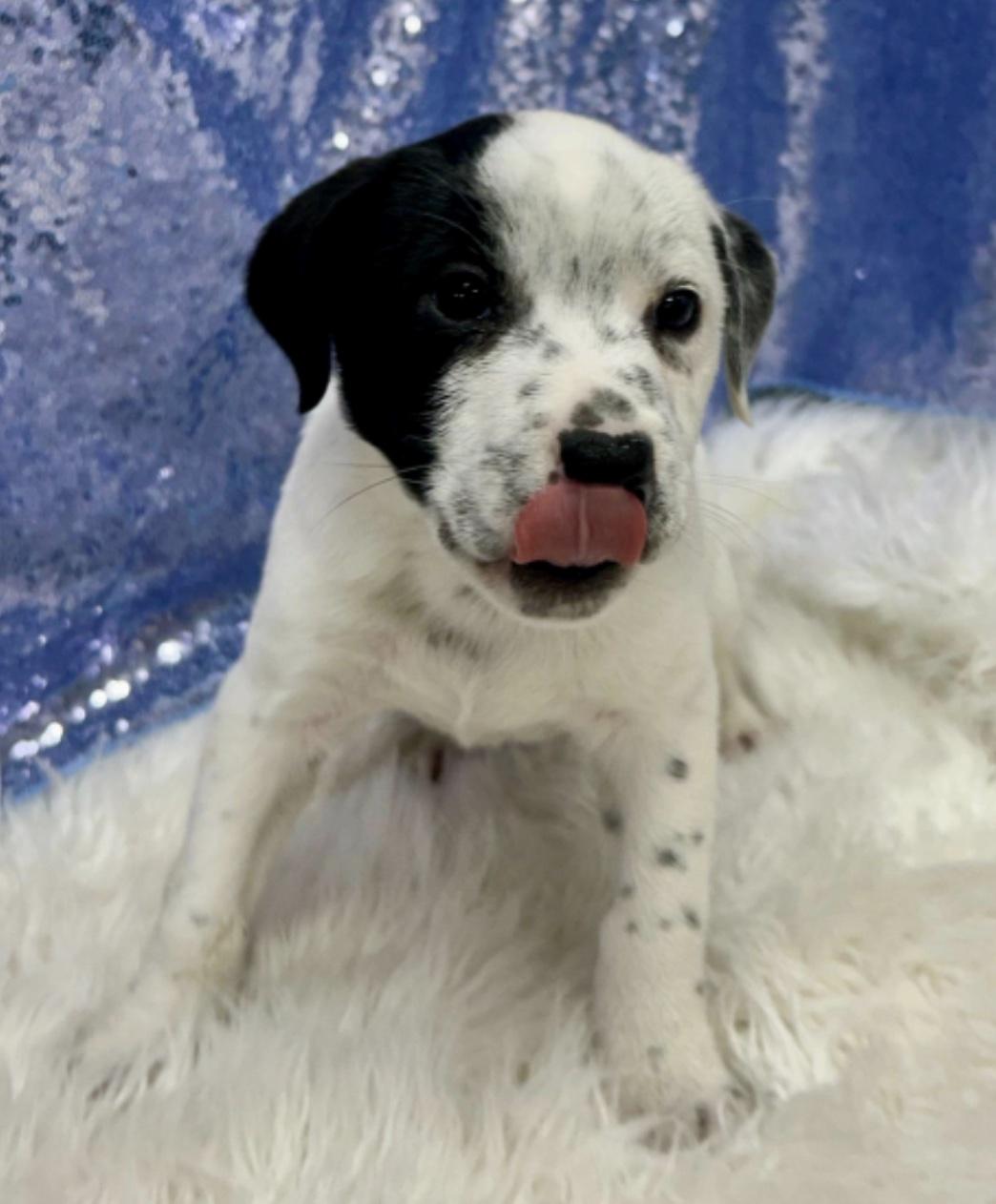 Enlarge Carlo *Approved Adopter*, an adopted Mixed Breed in Cedarburg, WI image 4/4