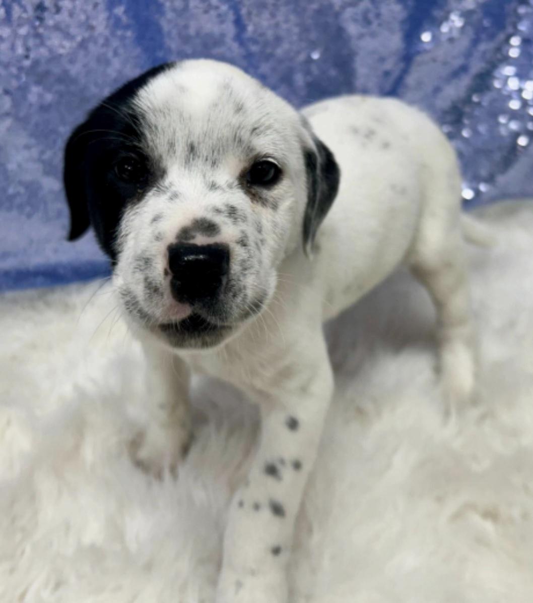 Enlarge Carlo *Approved Adopter*, an adopted Mixed Breed in Cedarburg, WI image 3/4