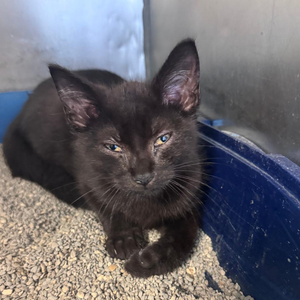 JiJi, Adoptable, Kitten Male Domestic Short Hair.