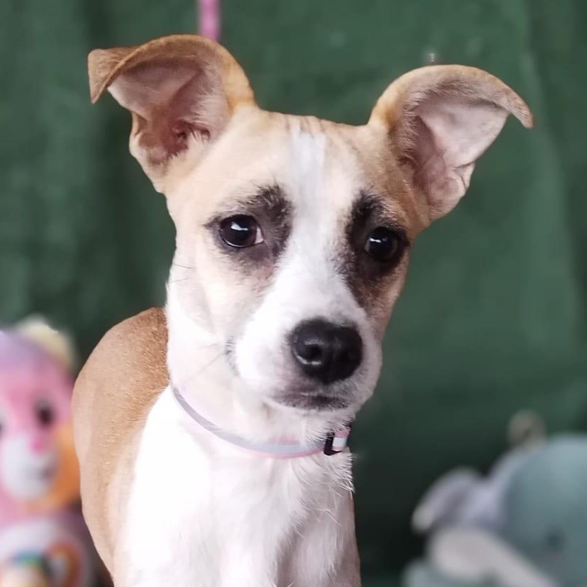 Enlarge Buddy, a ADOPTABLE mixed breed in Los Angeles, CA image 1/2
