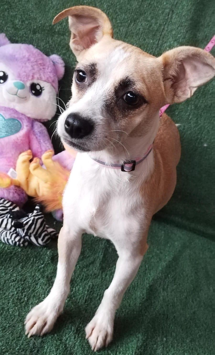 Enlarge Buddy, a ADOPTABLE mixed breed in Los Angeles, CA image 2/2
