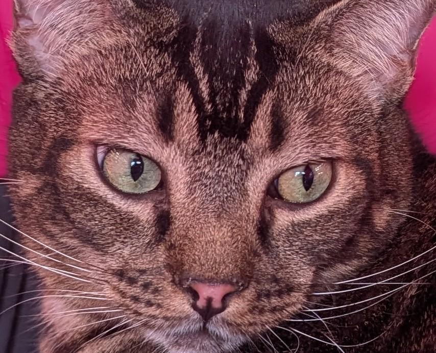 Dario (ADOPTED!), Adopted, Adult Male Domestic Short Hair & Tabby.