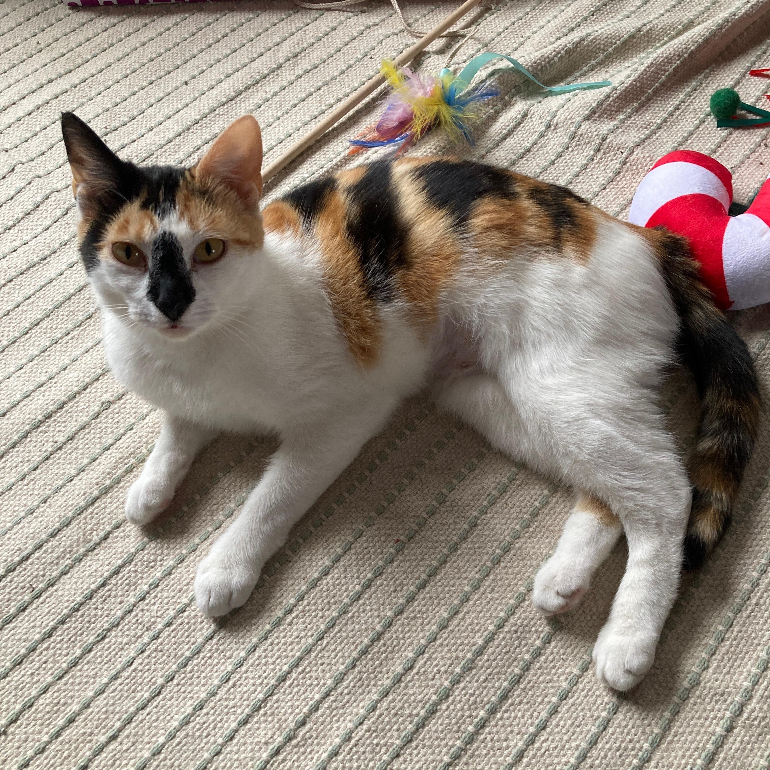 Rosemary
