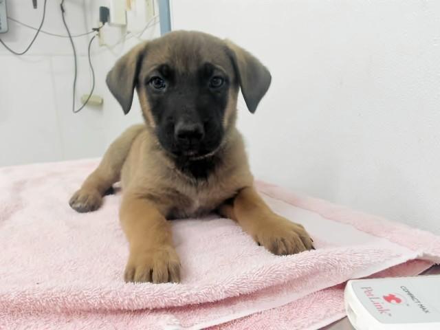 LARUSSELL, Adoptable, Puppy Male German Shepherd Dog.