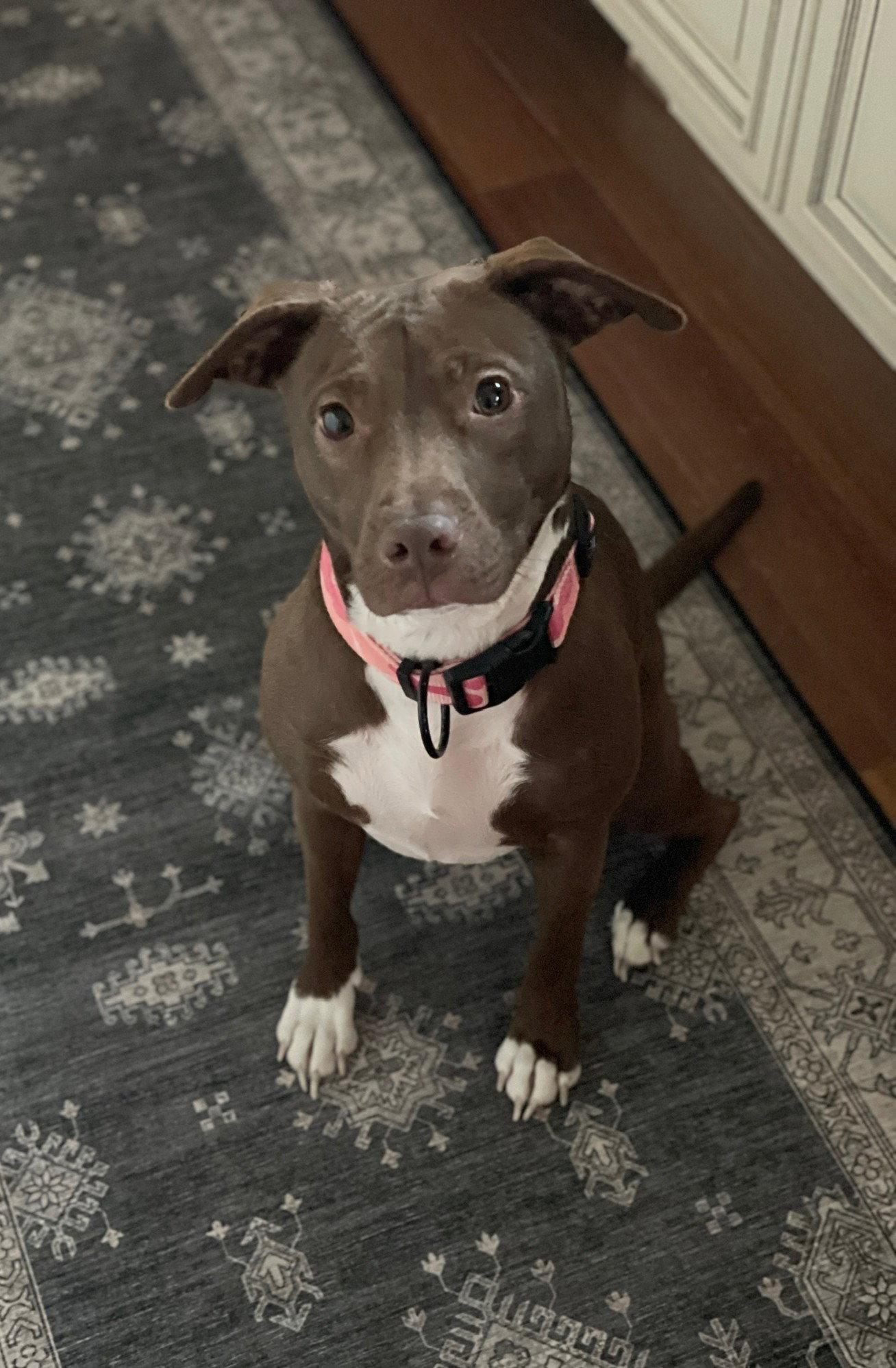 Reese, Adoptable, Young Female Terrier.