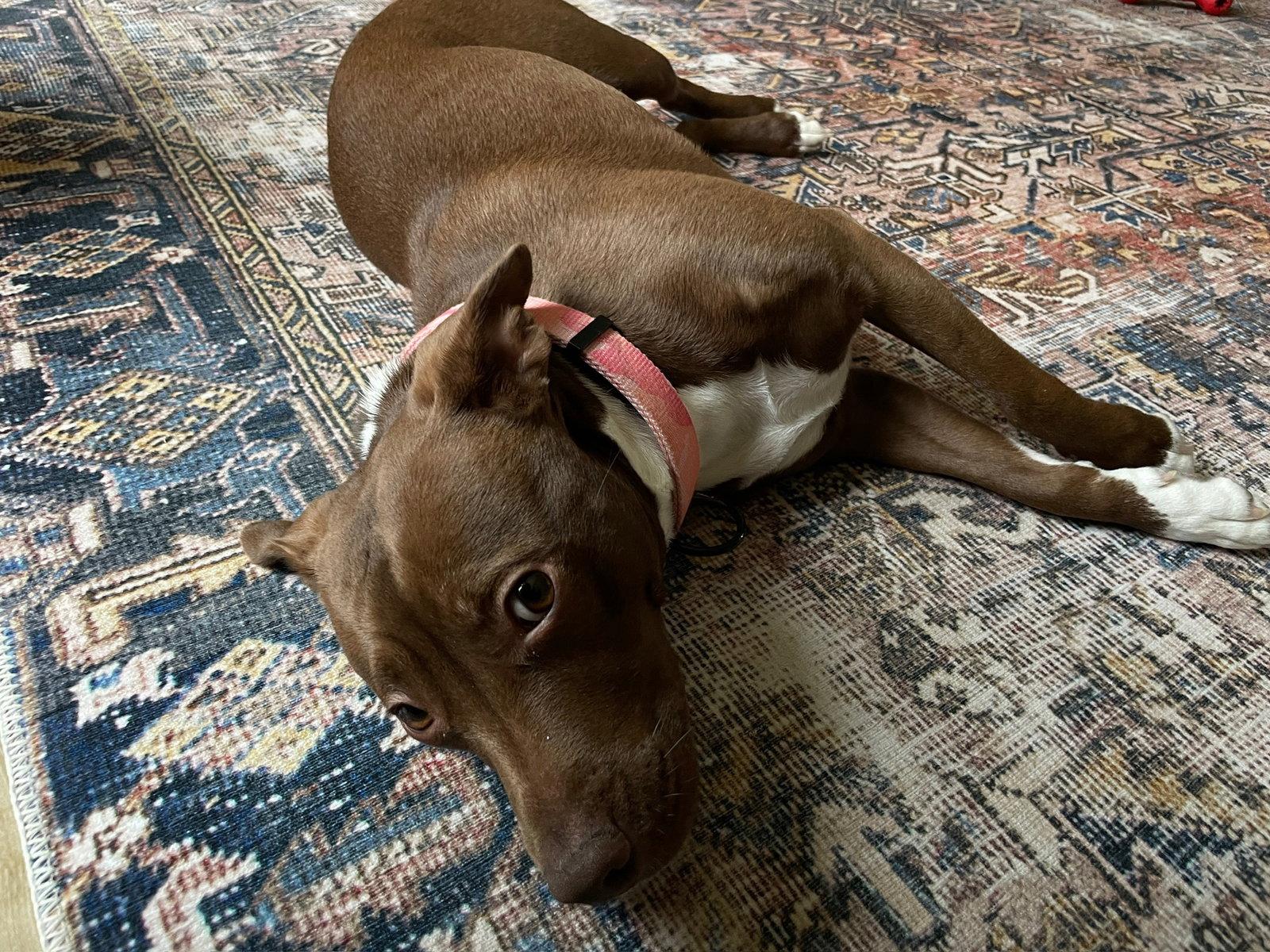 Reese, a Adoptable Terrier in Doylestown, PA image 2/3