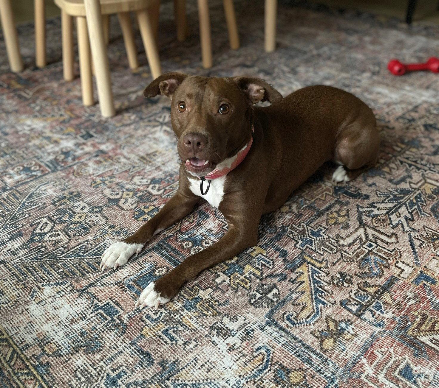 Reese, a Adoptable Terrier in Doylestown, PA image 3/3