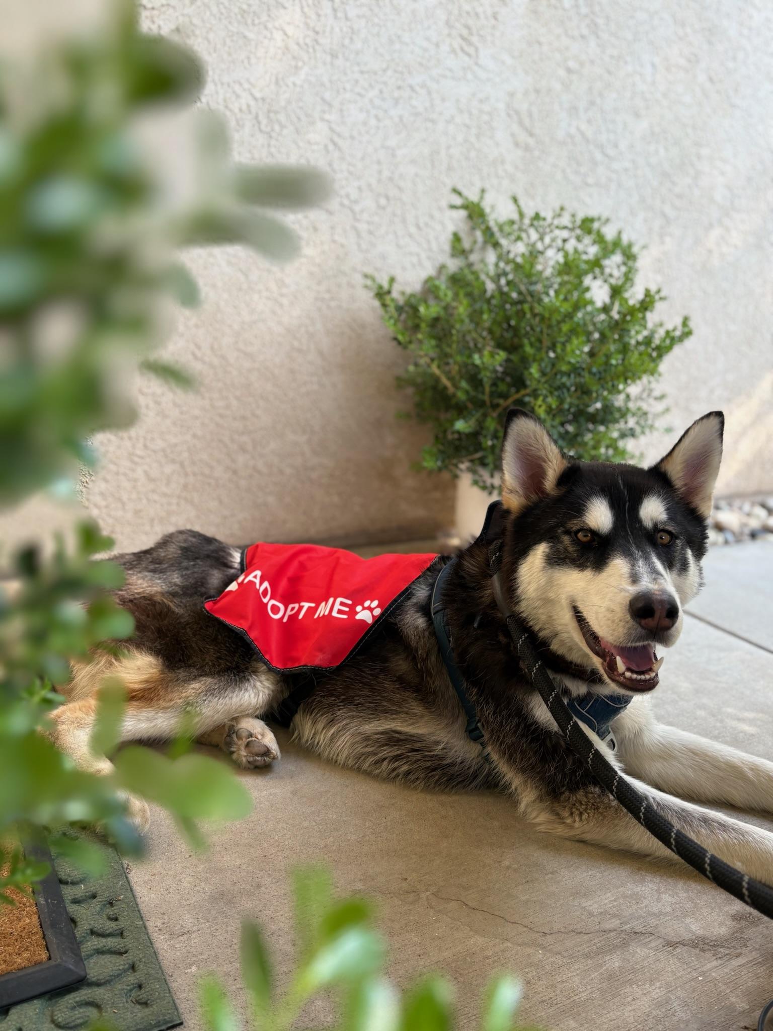 Enlarge Gracie, a ADOPTABLE mixed breed in santa monica, CA image 4/6