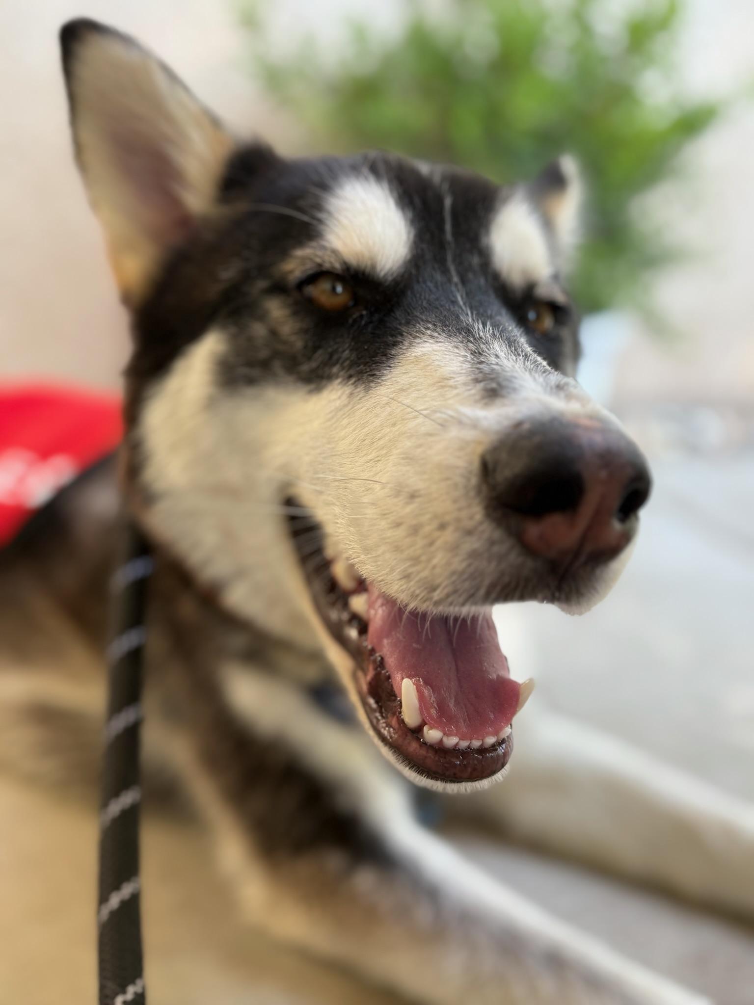 Enlarge Gracie, a ADOPTABLE mixed breed in santa monica, CA image 3/6