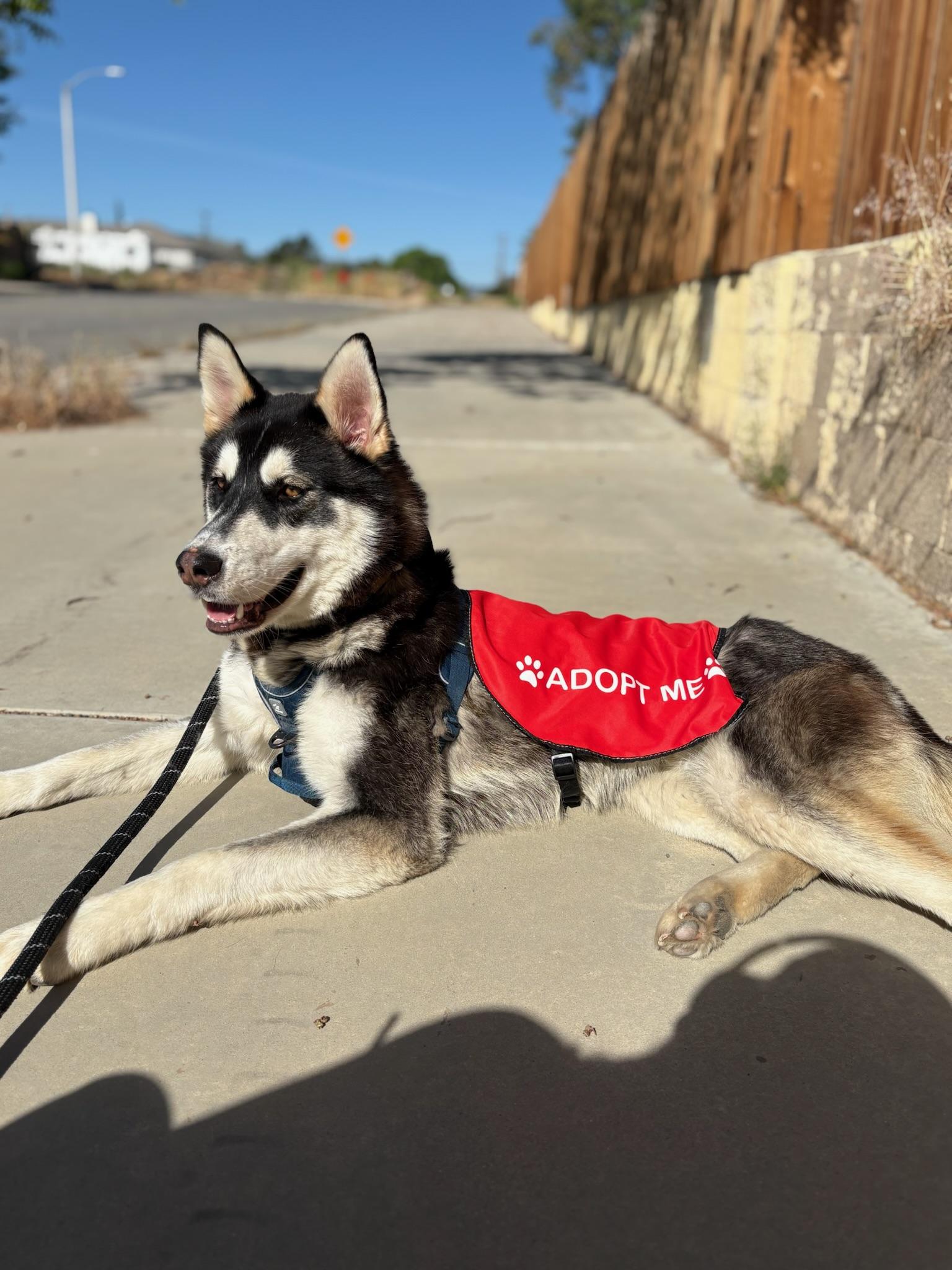 Enlarge Gracie, a ADOPTABLE mixed breed in santa monica, CA image 1/6