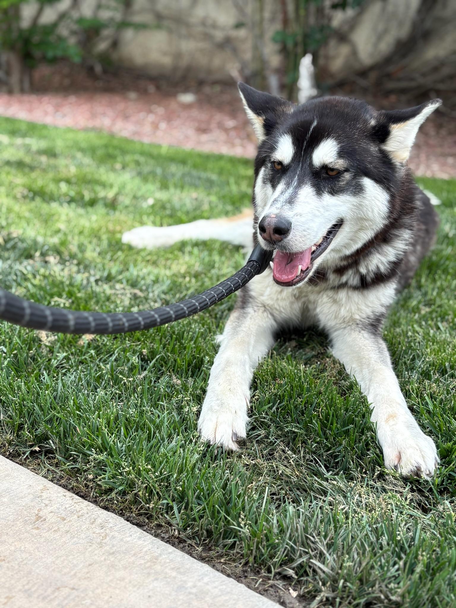 Enlarge Gracie, a ADOPTABLE mixed breed in santa monica, CA image 2/6