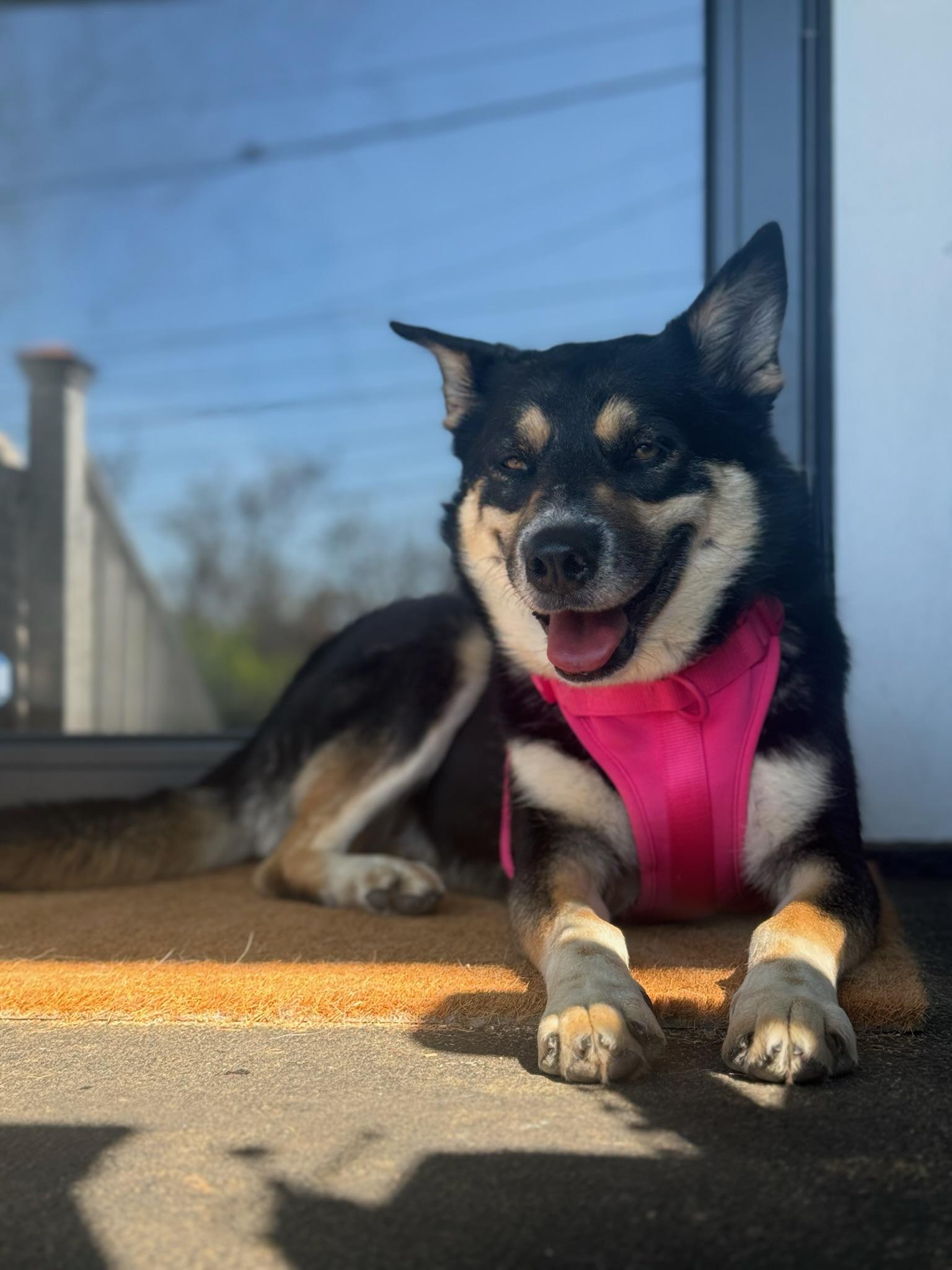 Enlarge Gracie, a ADOPTABLE mixed breed in santa monica, CA image 5/6