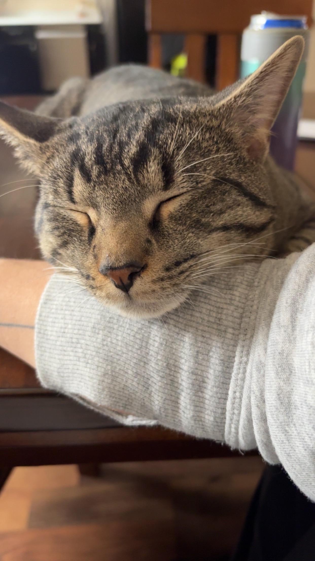 Enlarge Mr. Peanut Butter, a ADOPTABLE Tabby in Northumberland, PA image 2/4