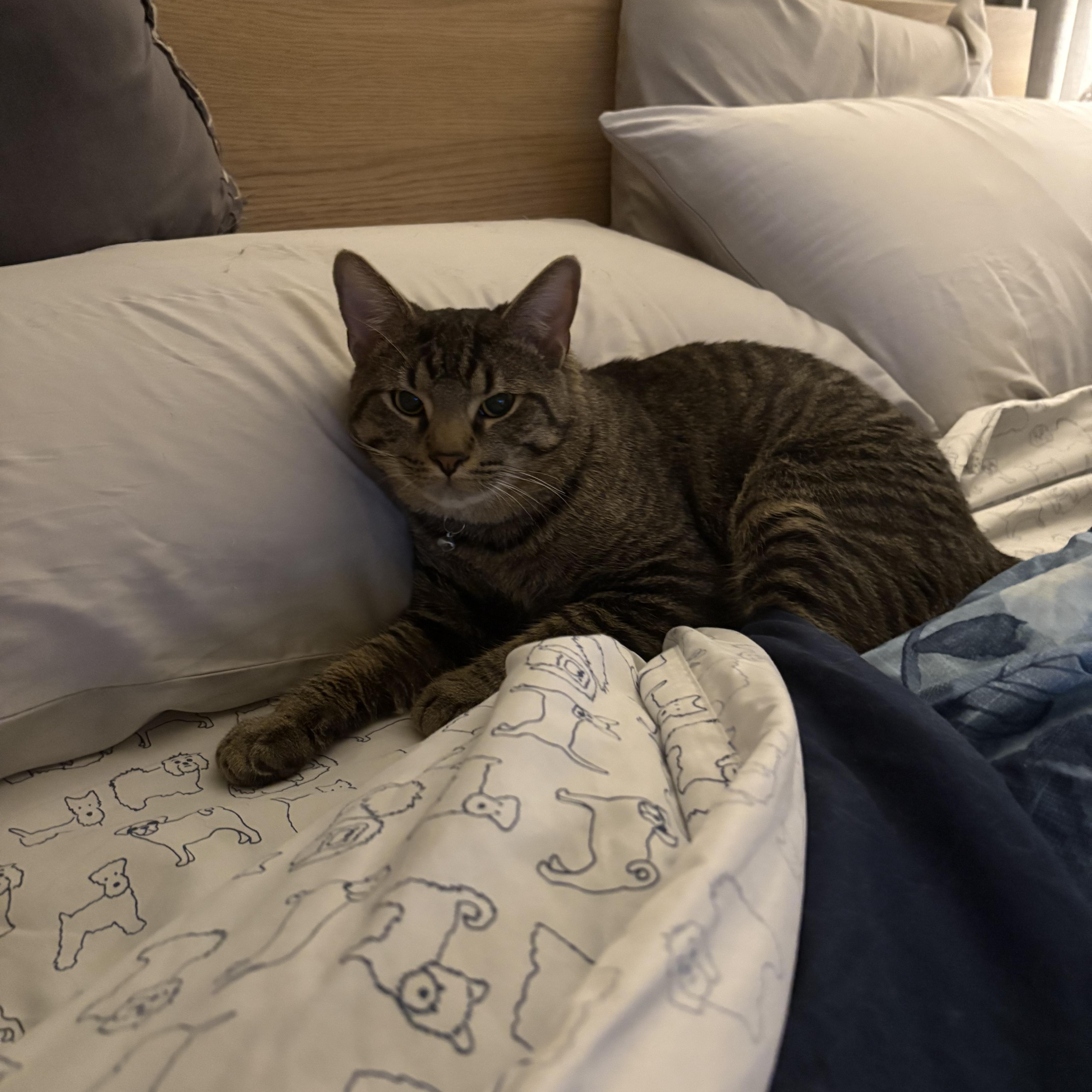 Enlarge Mr. Peanut Butter, a ADOPTABLE Tabby in Northumberland, PA image 3/4