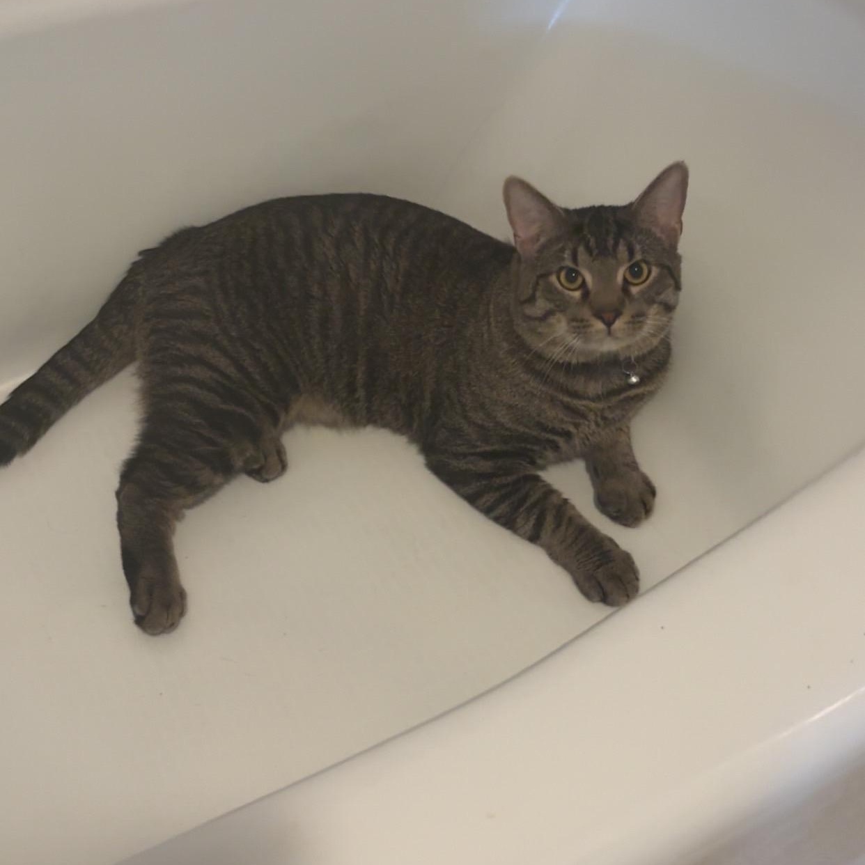 Enlarge Mr. Peanut Butter, a ADOPTABLE Tabby in Northumberland, PA image 4/4