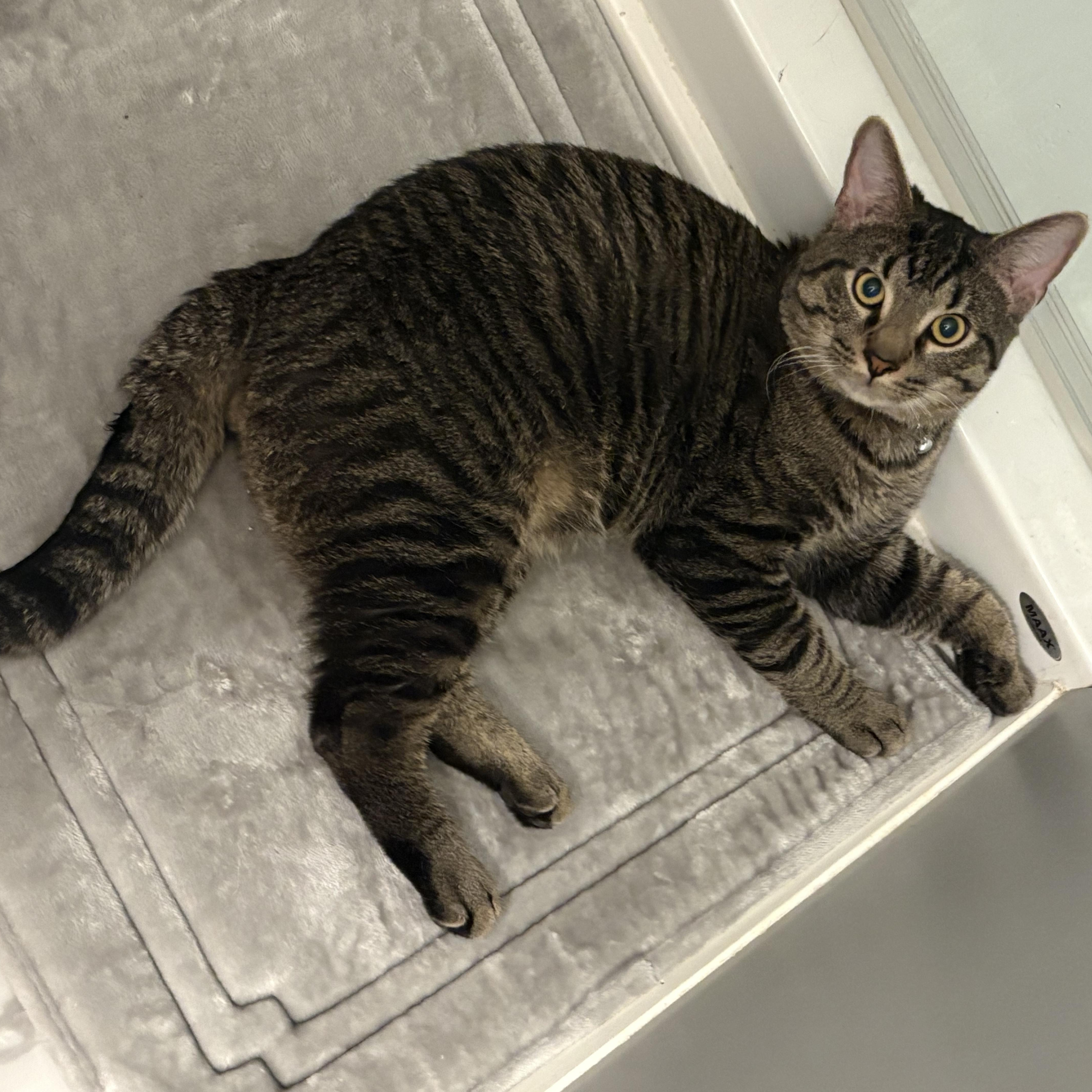 Mr. Peanut Butter, ADOPTABLE, Adult Male Tabby.