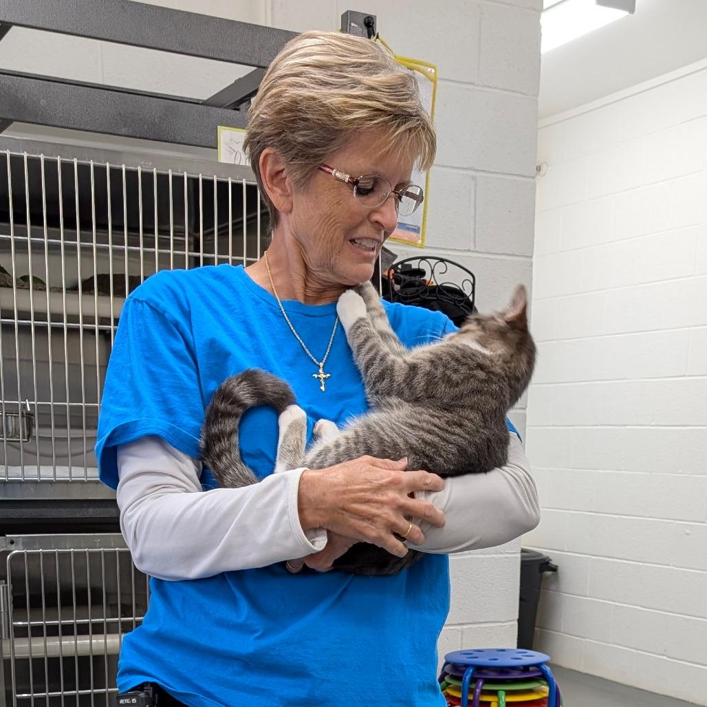 Enlarge Lollipop, a Adoptable Domestic Short Hair in Walnut Cove, NC image 1/5