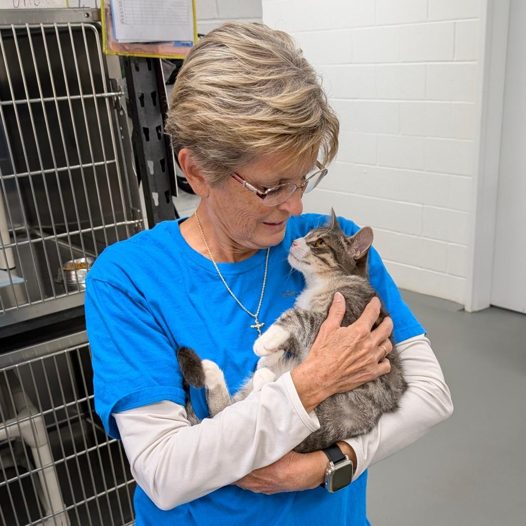 Enlarge Lollipop, a Adoptable Domestic Short Hair in Walnut Cove, NC image 2/5