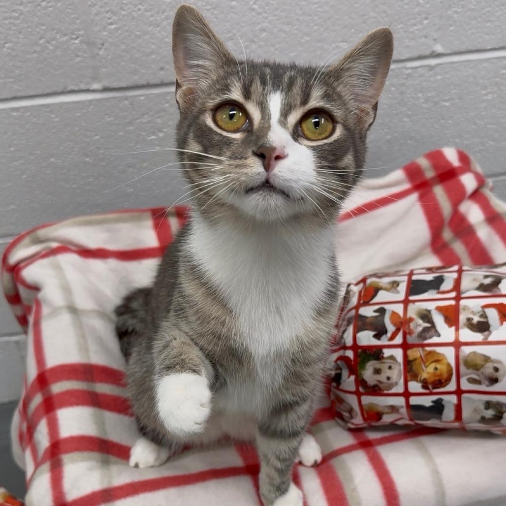 Enlarge Lollipop, a Adoptable Domestic Short Hair in Walnut Cove, NC image 4/5