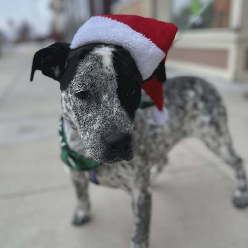 Enlarge Hudson, a Adoptable Australian Cattle Dog / Blue Heeler in Chariton, IA image 1/6