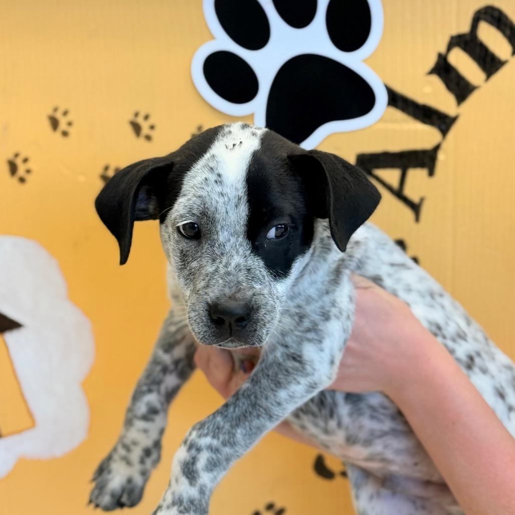 Enlarge Hudson, a Adoptable Australian Cattle Dog / Blue Heeler in Chariton, IA image 2/6