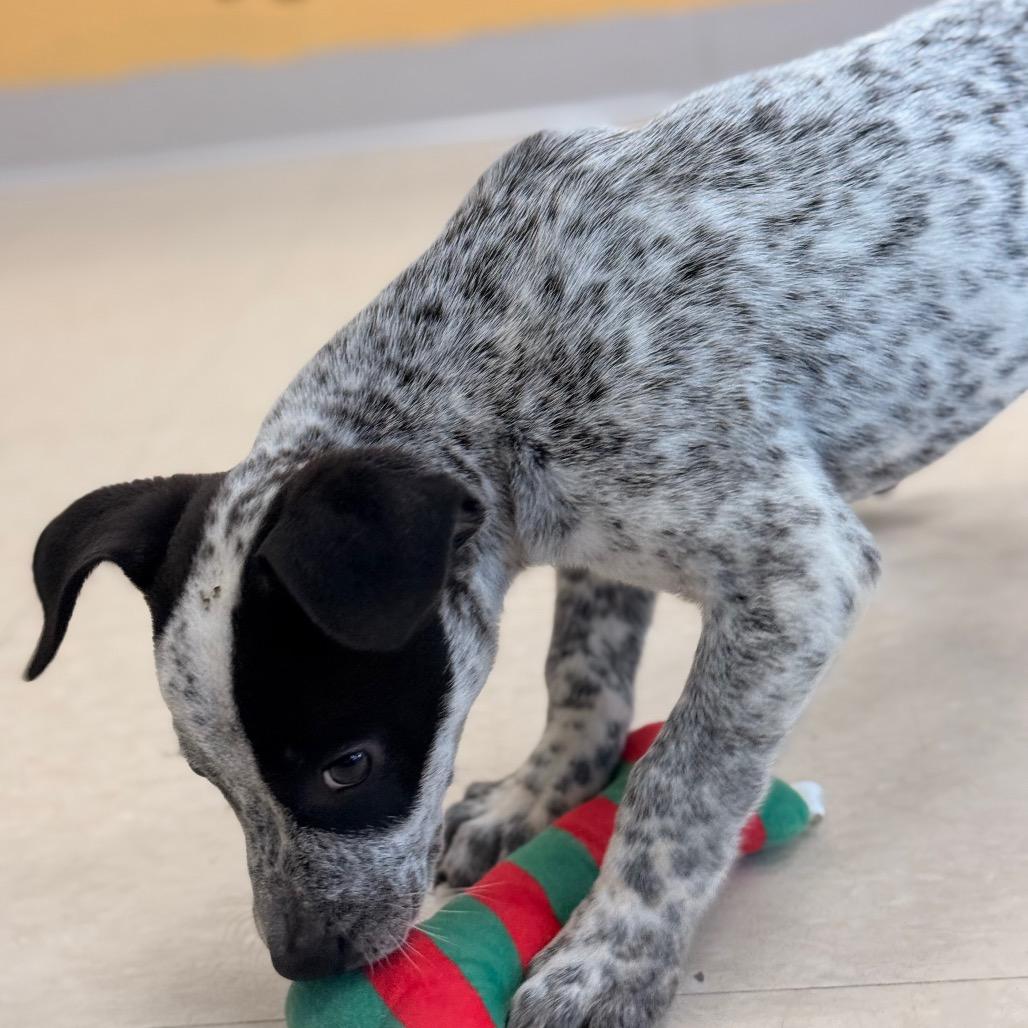 Enlarge Hudson, a Adoptable Australian Cattle Dog / Blue Heeler in Chariton, IA image 3/6