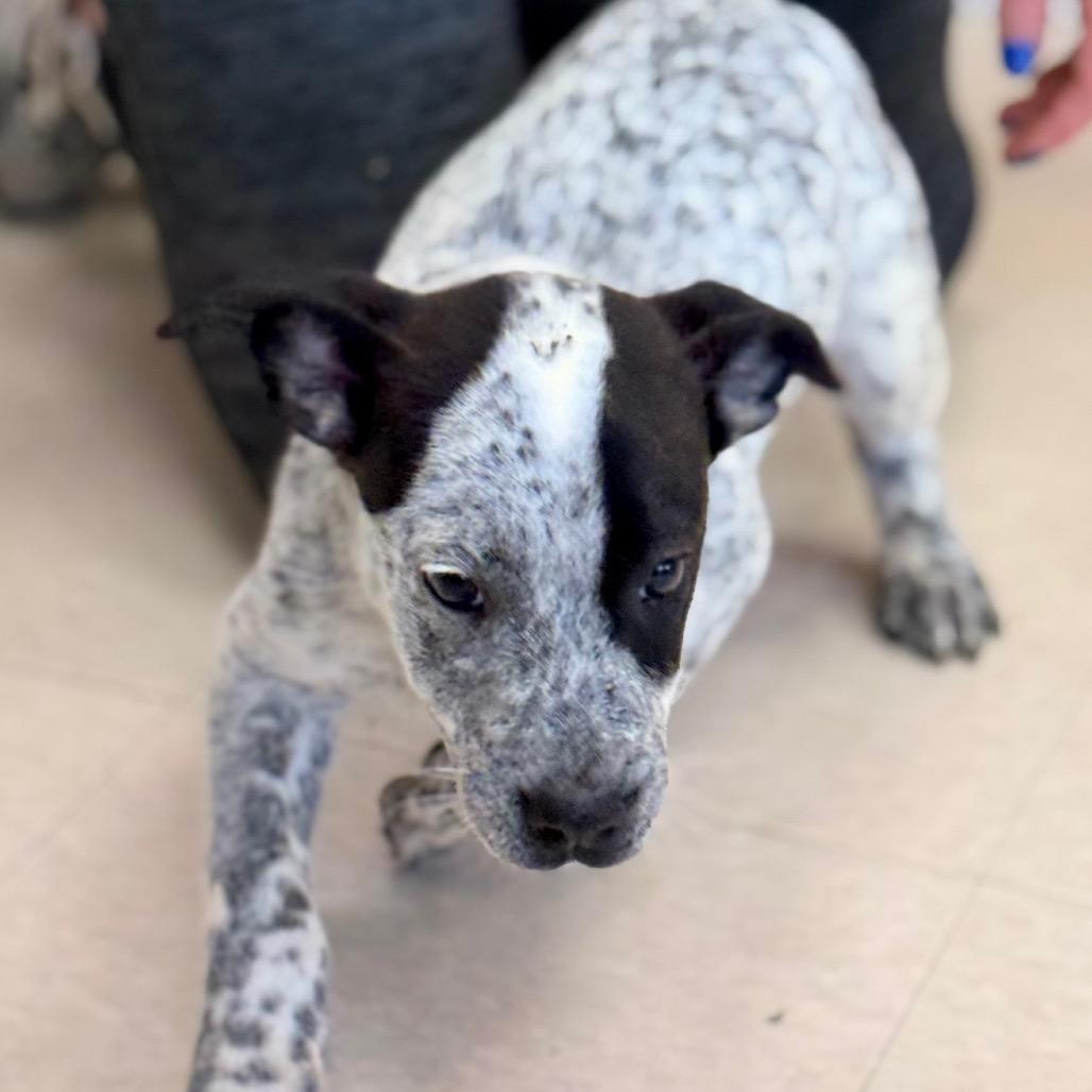 Enlarge Hudson, a Adoptable Australian Cattle Dog / Blue Heeler in Chariton, IA image 4/6