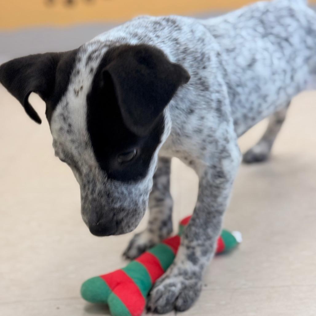 Enlarge Hudson, a Adoptable Australian Cattle Dog / Blue Heeler in Chariton, IA image 5/6