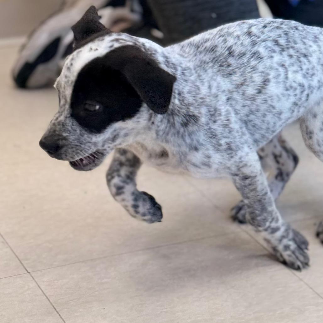 Enlarge Hudson, a Adoptable Australian Cattle Dog / Blue Heeler in Chariton, IA image 6/6