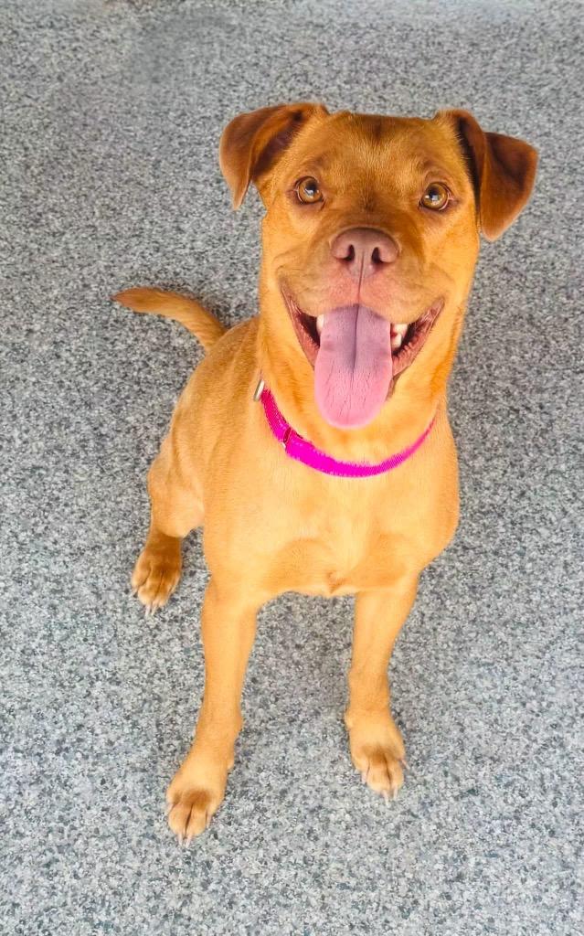 Daisy, Adoptable, Young Female Pit Bull Terrier & Vizsla.