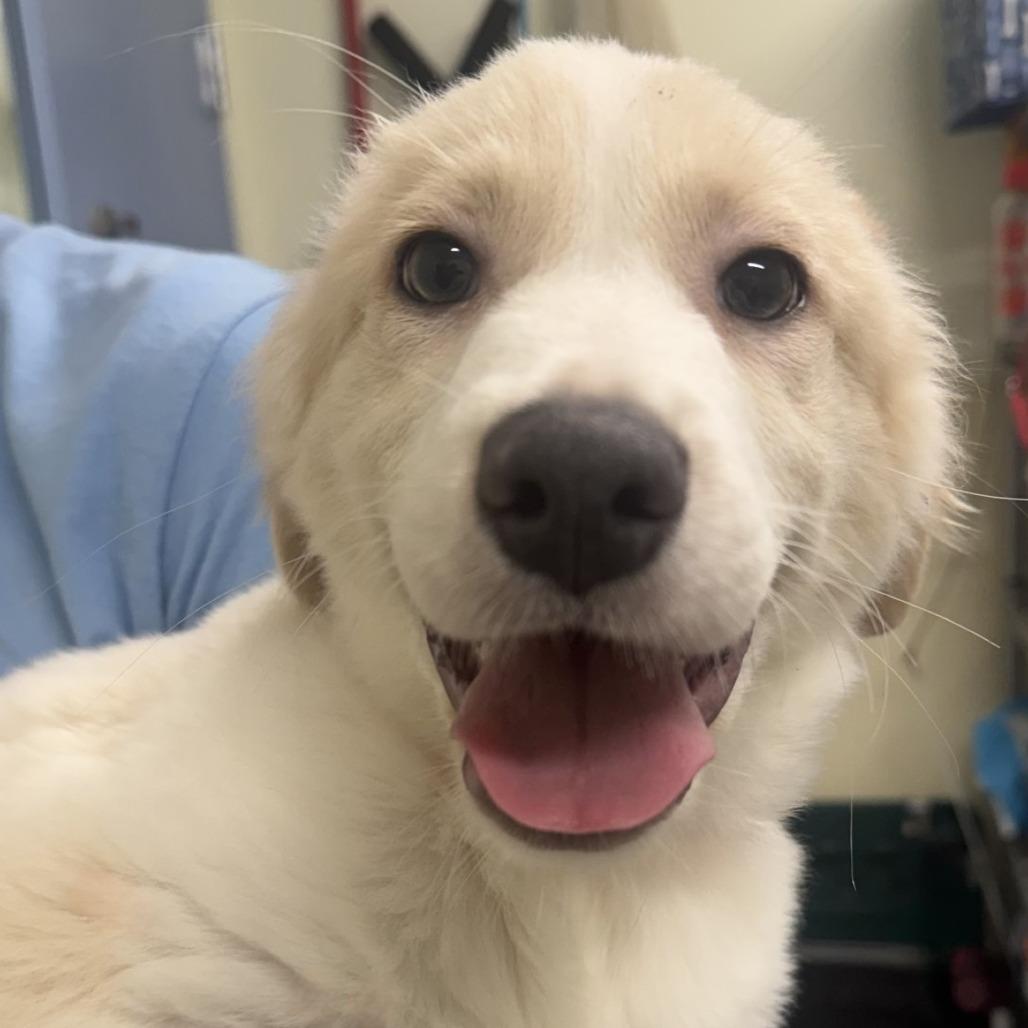 Elijah *available off-site 10/10, Adoptable, Puppy Male Collie & Labrador Retriever.