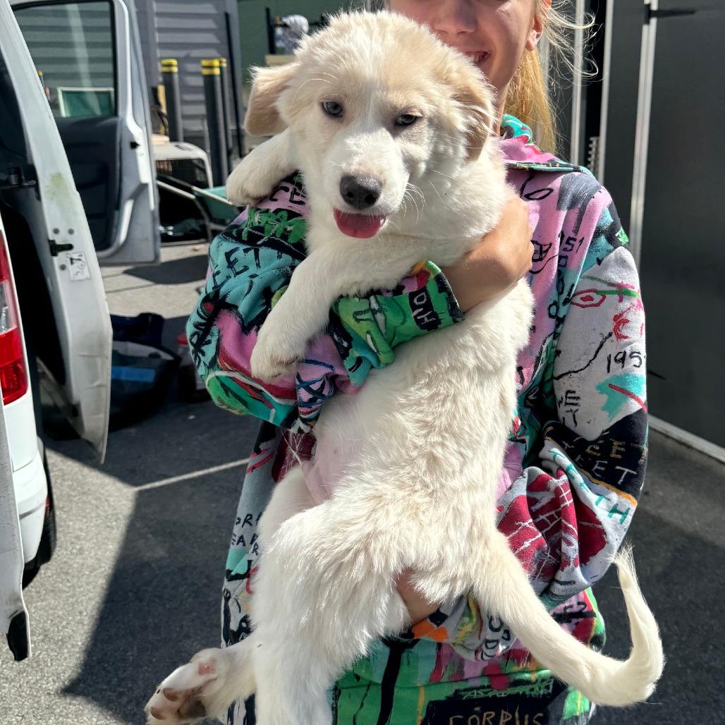 Enlarge Elijah *available off-site 10/10, a Adoptable mixed breed in Briarcliff Manor, NY image 2/3
