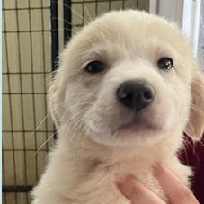 Enlarge Elijah *available off-site 10/10, a Adoptable mixed breed in Briarcliff Manor, NY image 3/3
