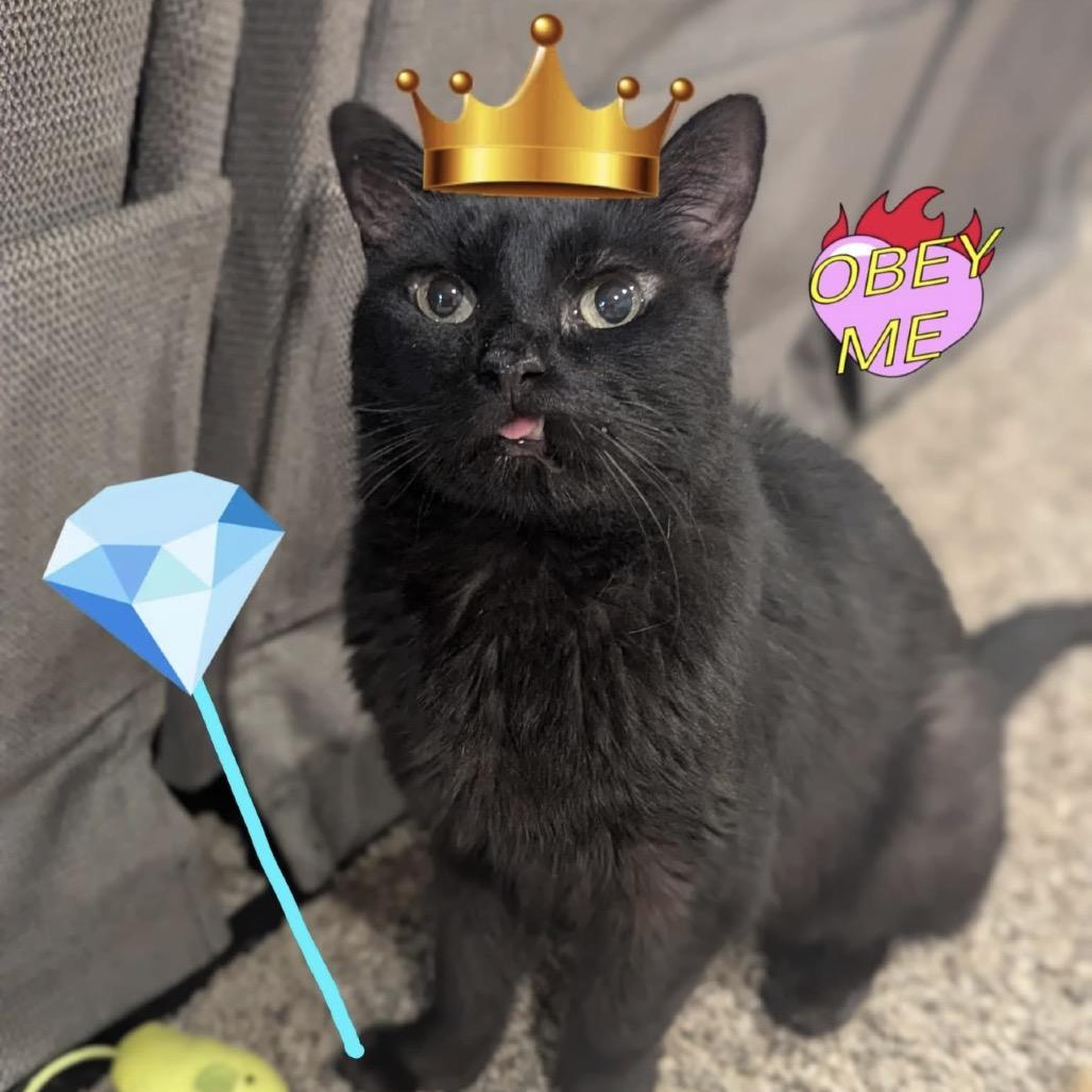 Honey, Adoptable, Adult Female Domestic Short Hair.