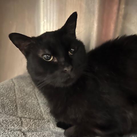 Enlarge Honey, a Adoptable Domestic Short Hair in Dover, NH image 2/3