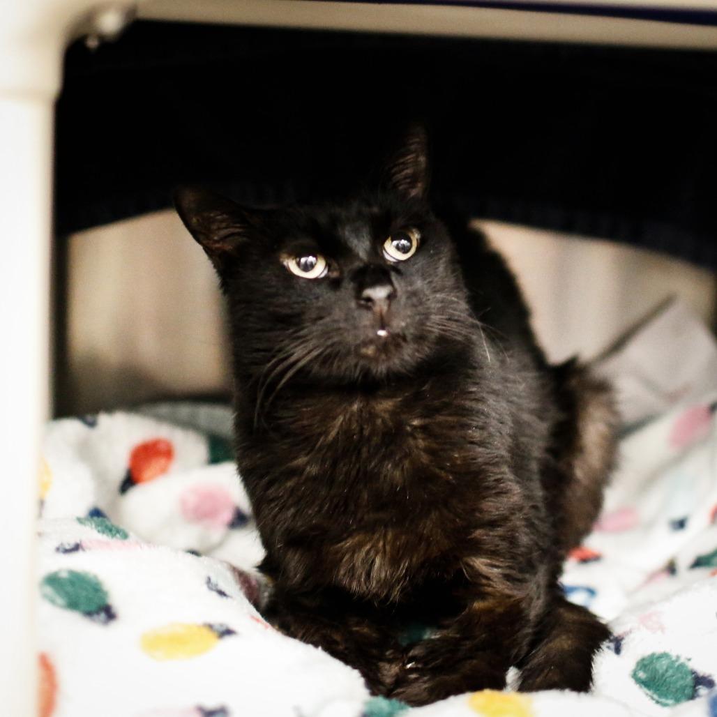 Enlarge Honey, a Adoptable Domestic Short Hair in Dover, NH image 3/3