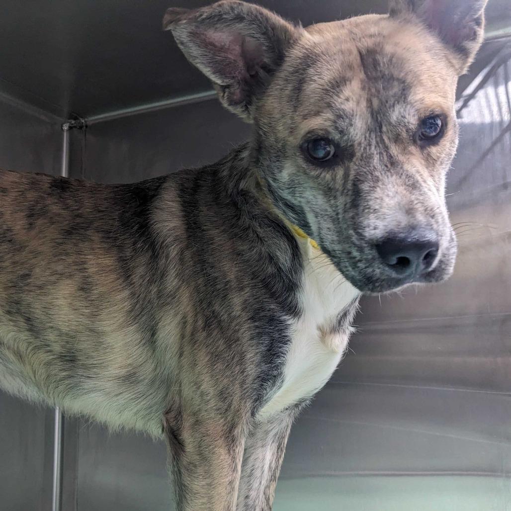 Enlarge Dede, a Adoptable mixed breed in Calverton, NY image 1/1