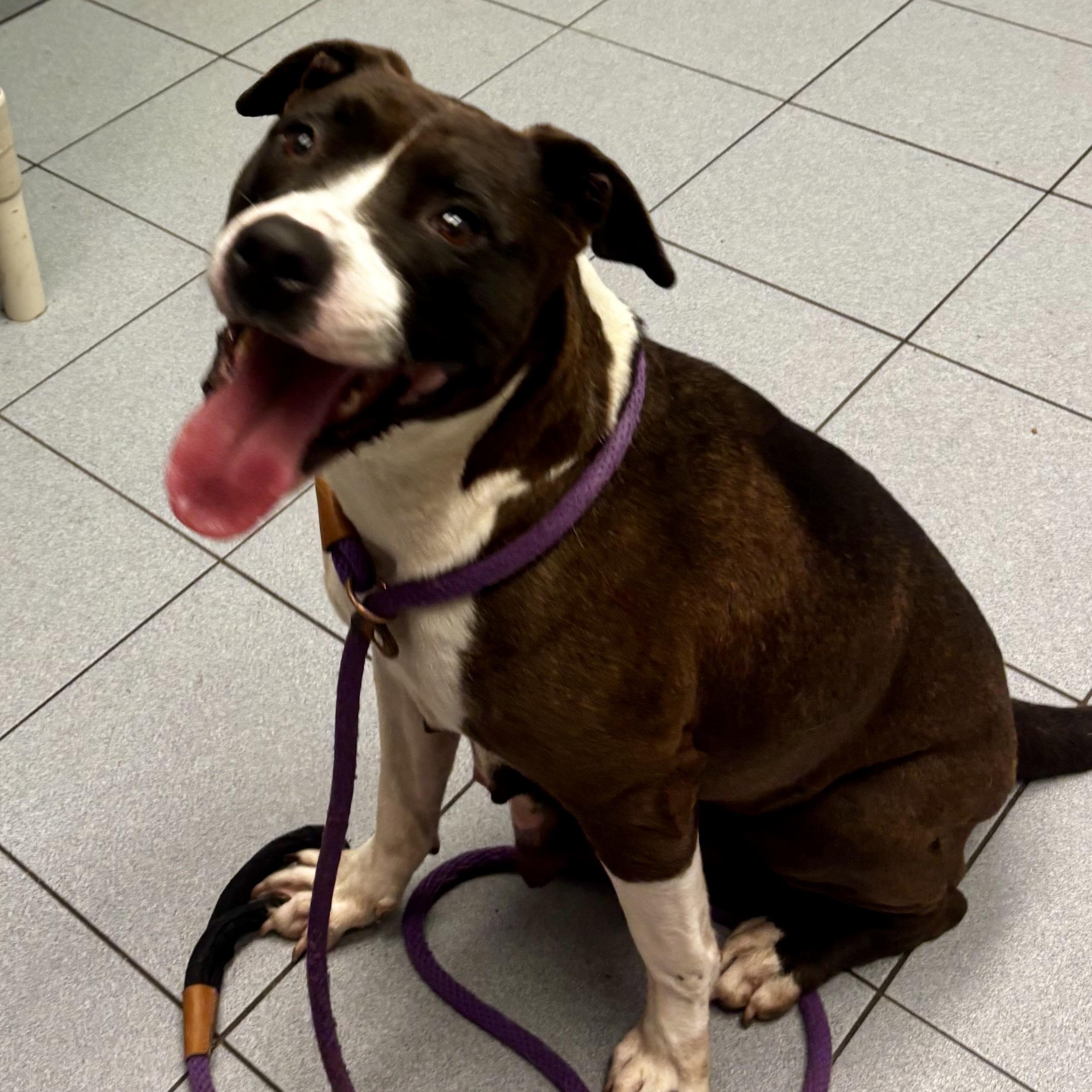 Panda, a ADOPTABLE mixed breed in Buffalo, NY image 2/6