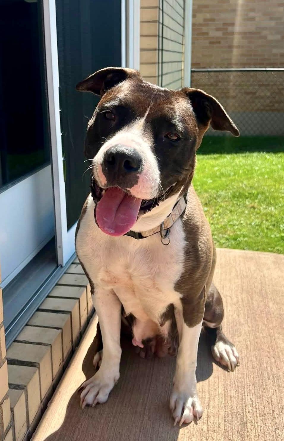 Panda, ADOPTABLE, Adult Female Pit Bull Terrier.