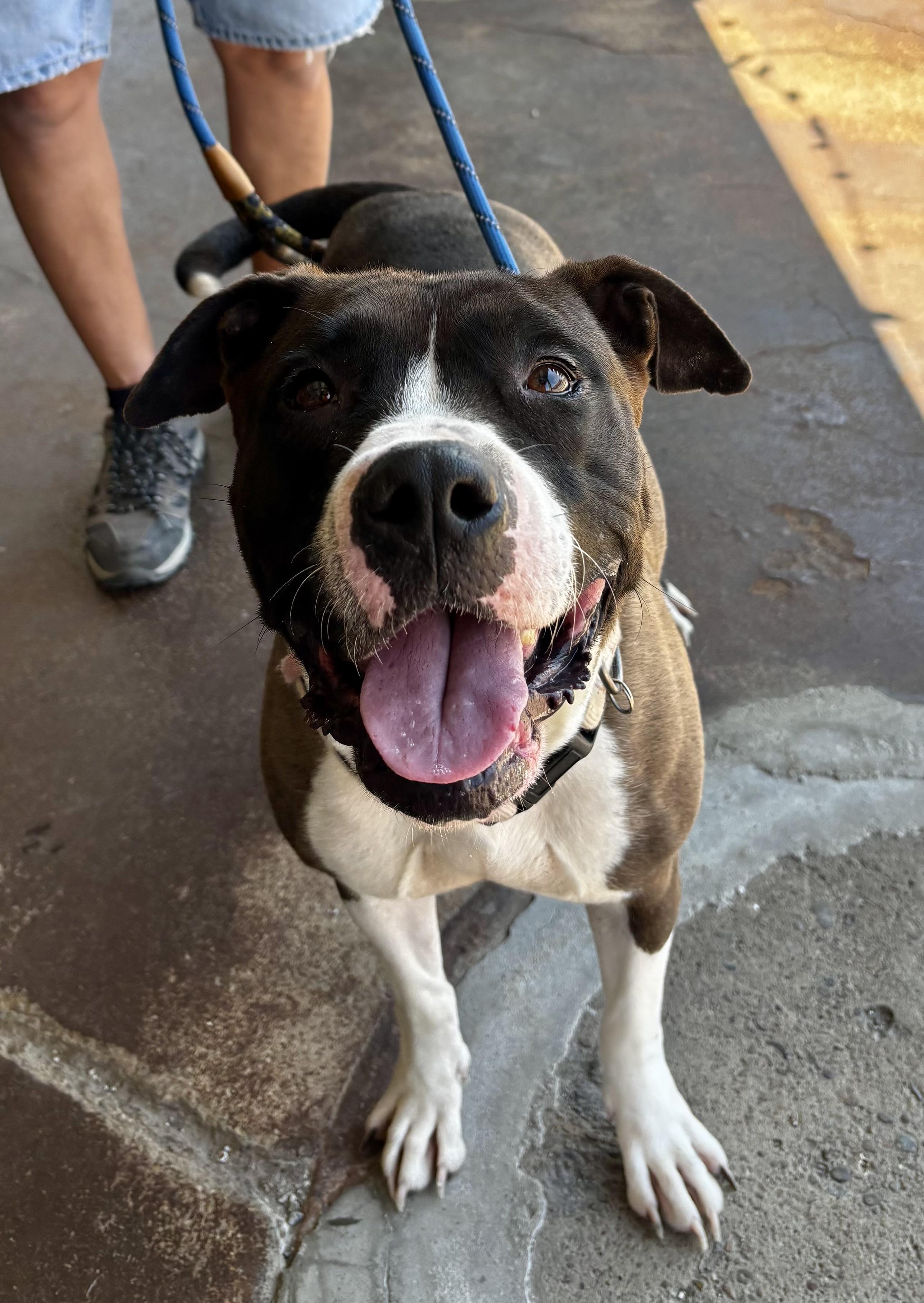 Panda, a ADOPTABLE mixed breed in Buffalo, NY image 1/6