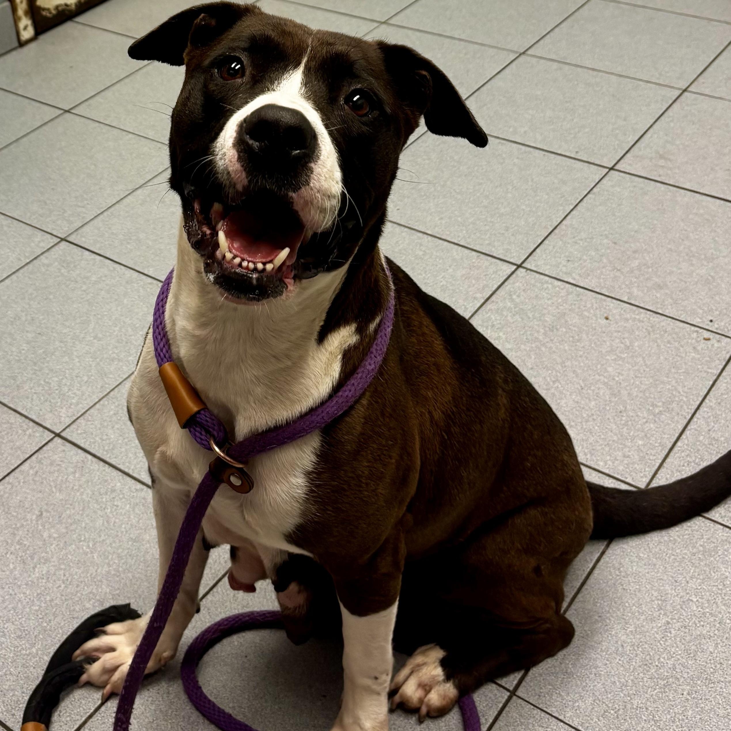 Panda, a ADOPTABLE mixed breed in Buffalo, NY image 5/6