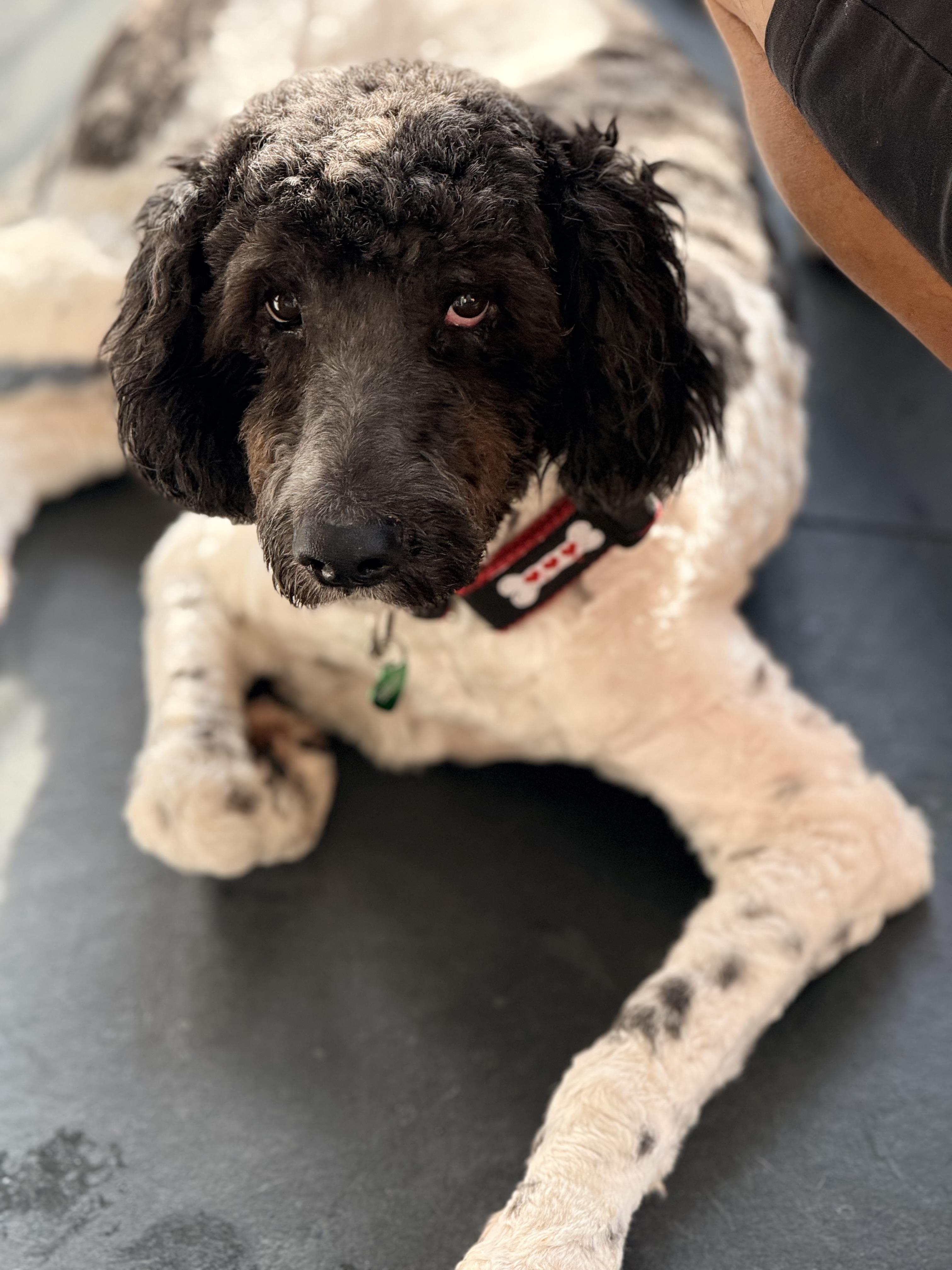 Enlarge BERNIE, a ADOPTABLE mixed breed in los angeles, CA image 1/6