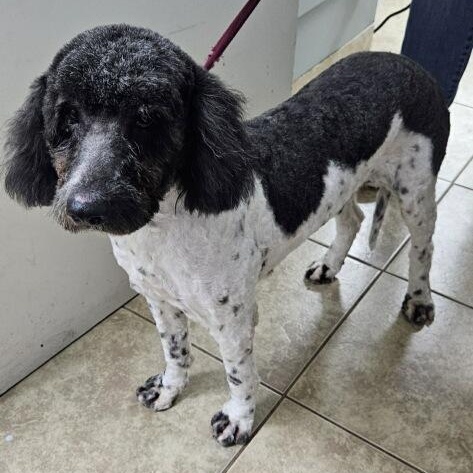 Enlarge BERNIE, a ADOPTABLE mixed breed in los angeles, CA image 4/6