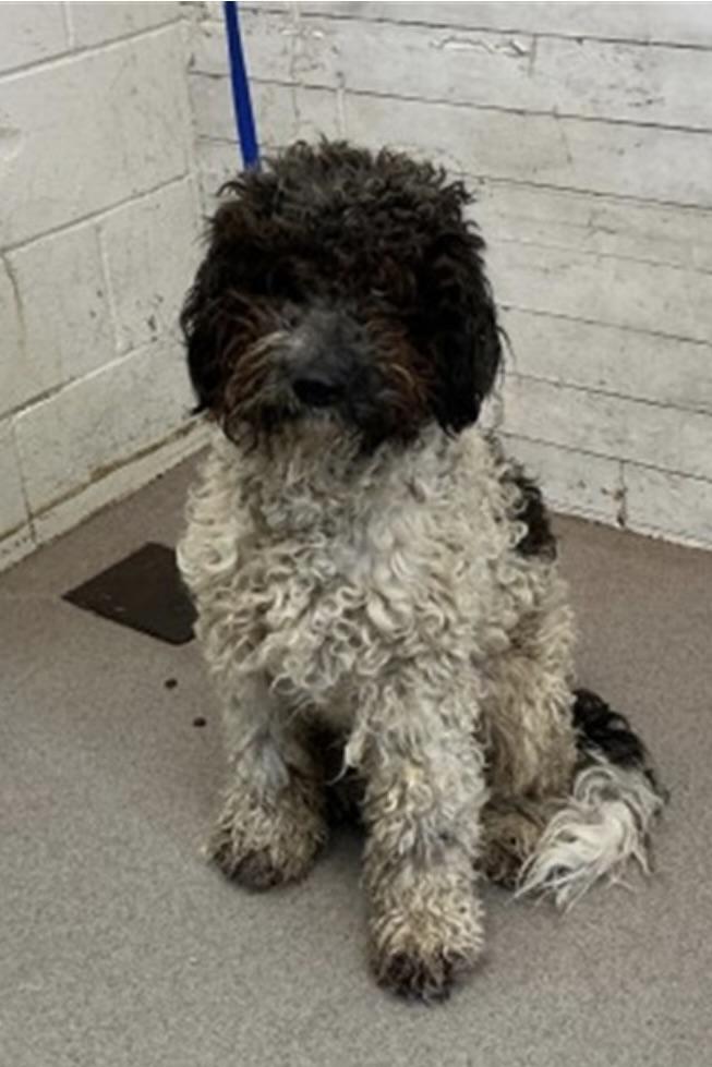 Enlarge BERNIE, a ADOPTABLE mixed breed in los angeles, CA image 6/6